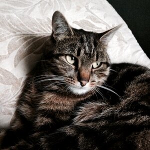 Feline animal pet