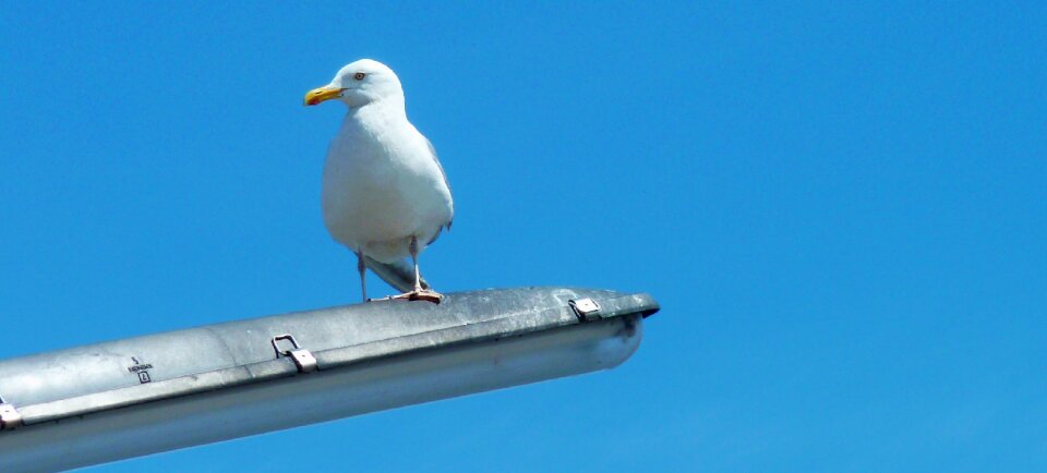 Beach seagull water photo