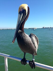 Dock st petersburg florida