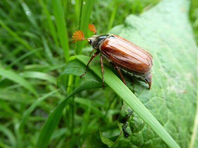 Spring zelhem bug