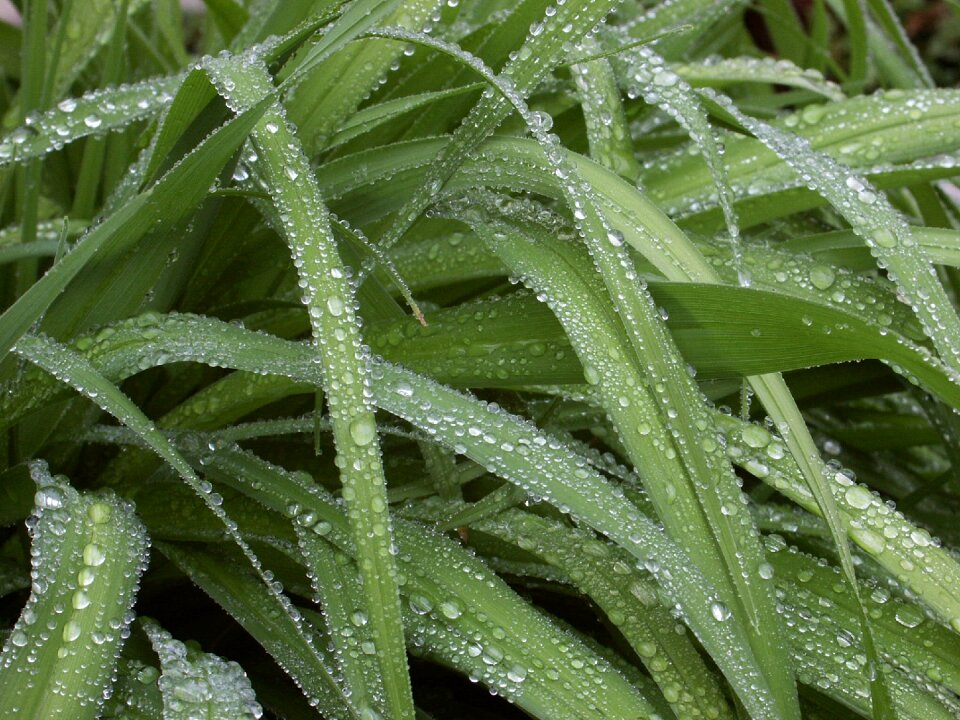 Raindrop drops of water sheet