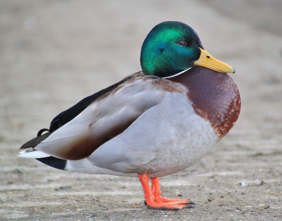 Animals water bird