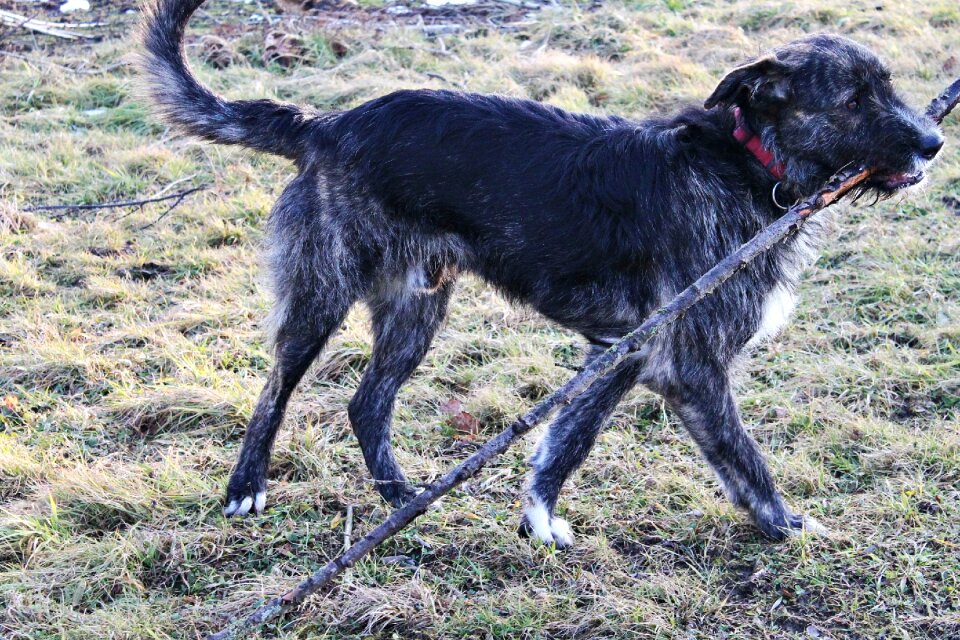 Race retrieve hybrid