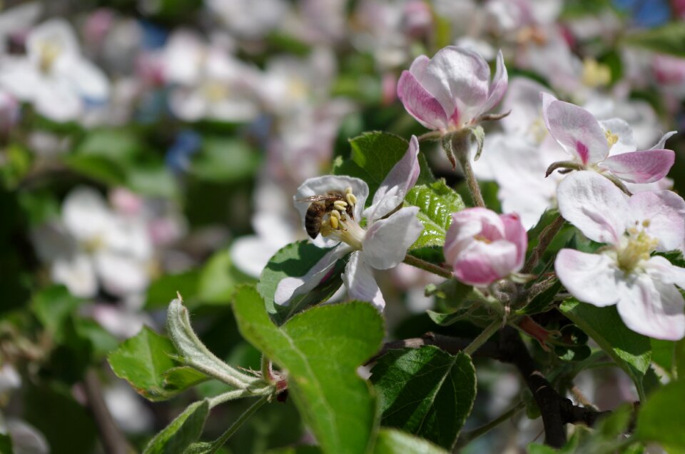 Blooming tree nature flower buds