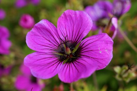 Flower purple close up photo
