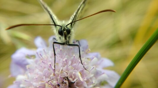 Flower with butterfly white butterfly flower photo