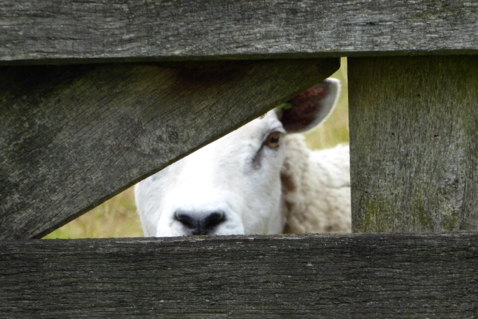 Peekaboo pasture curious