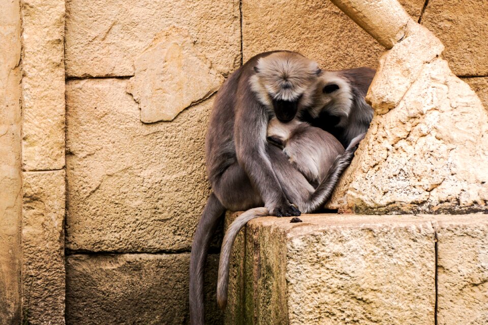 Hanover snuggle hulman-langur