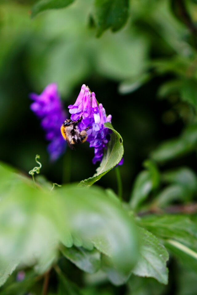 Flower leaf nature