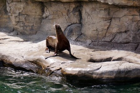 Sea seal zoo photo