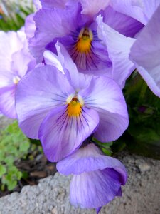 Purple pansy nature flora photo