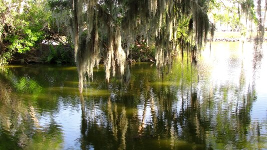 Trees environment lake