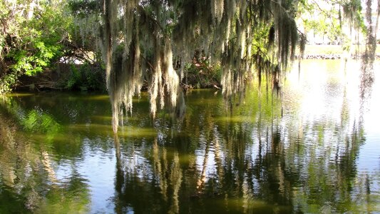 Trees environment lake photo