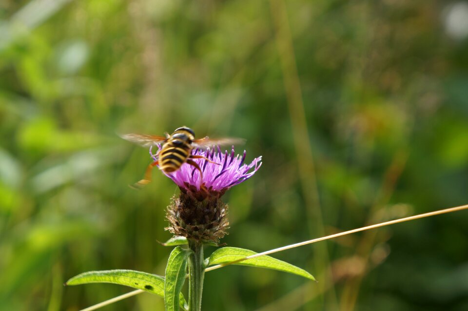 Plant insect nature