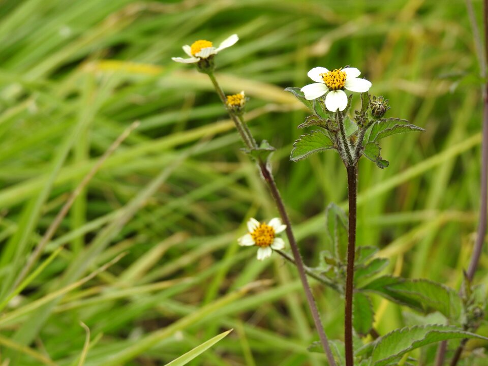 Field delicate flower small flower