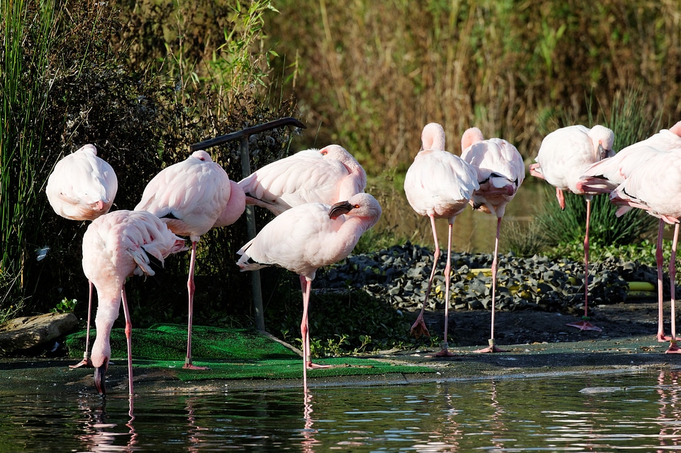 Reed enclosure animal