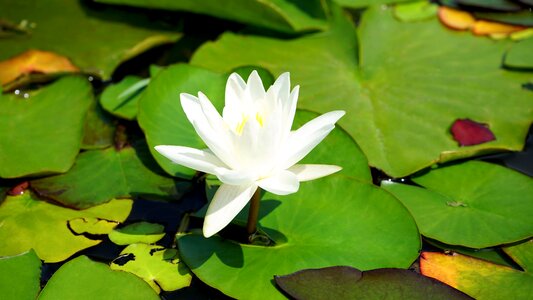 Plant bloom green