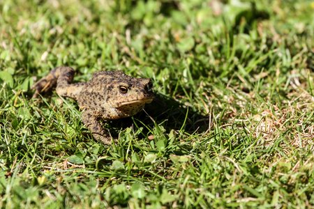 Amphibian animal real toad photo