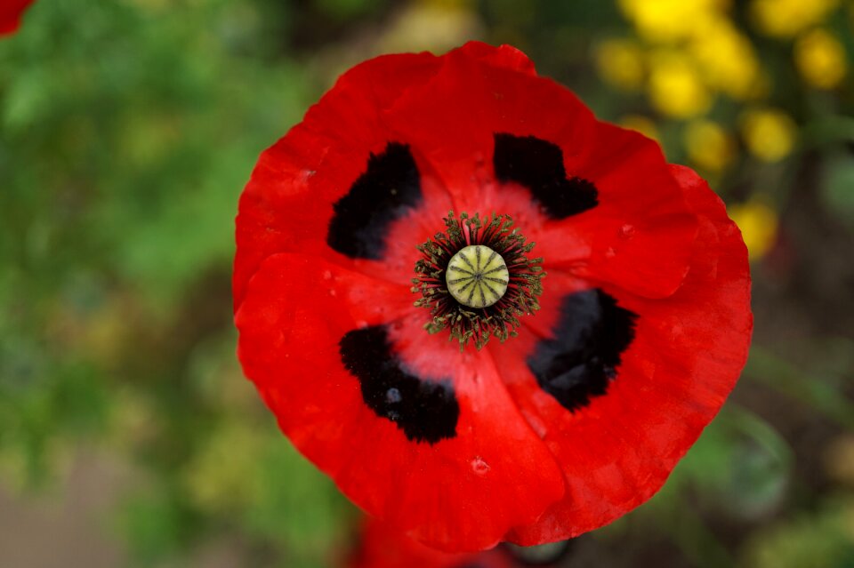 Poppy flower close up summer