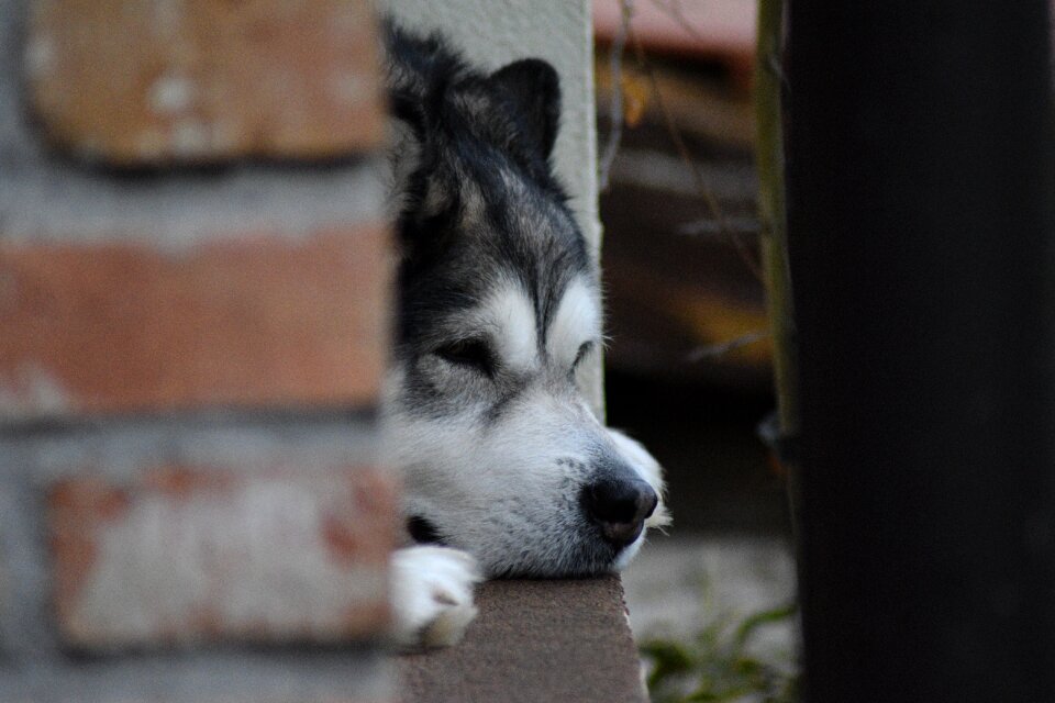 Malamute dog