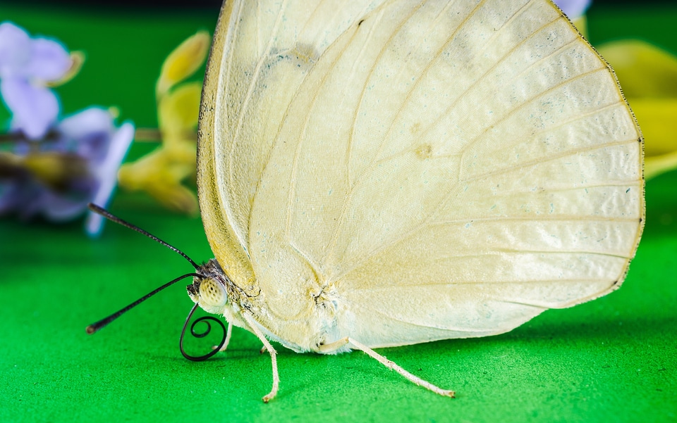 Butterfly insect Free photos