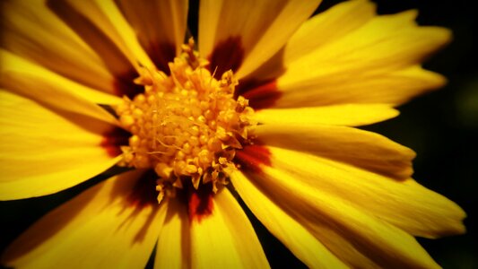 Yellow summer colorful flower