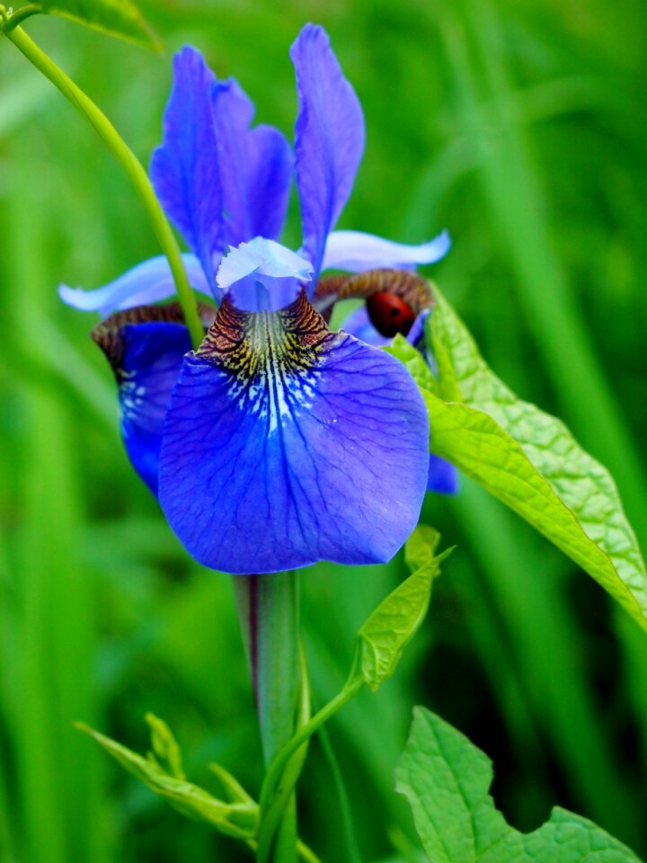 Nature spring bloom