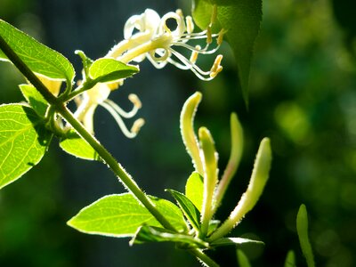 Green leaves