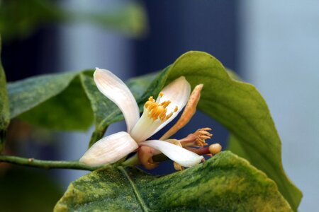 Blossom bloom sour