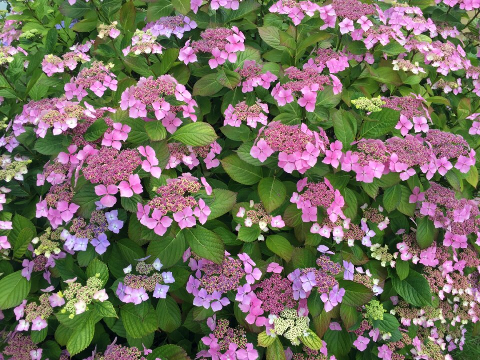 Flower hydrangea garden