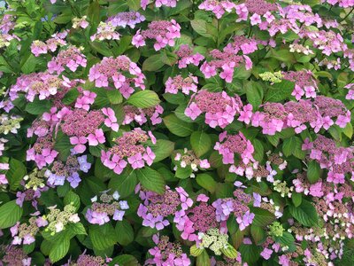 Flower hydrangea garden
