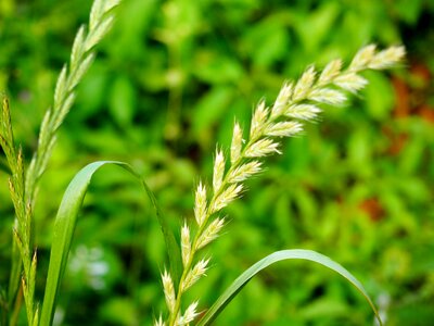 Summer green wheat