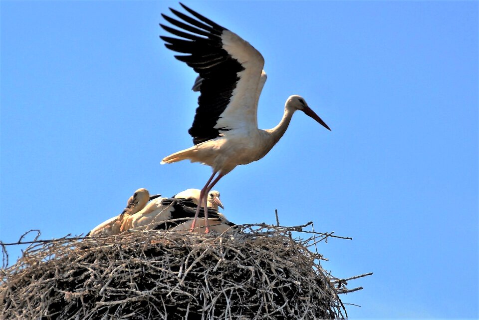 Stork's nest wings flies photo