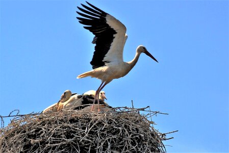 Stork's nest wings flies photo