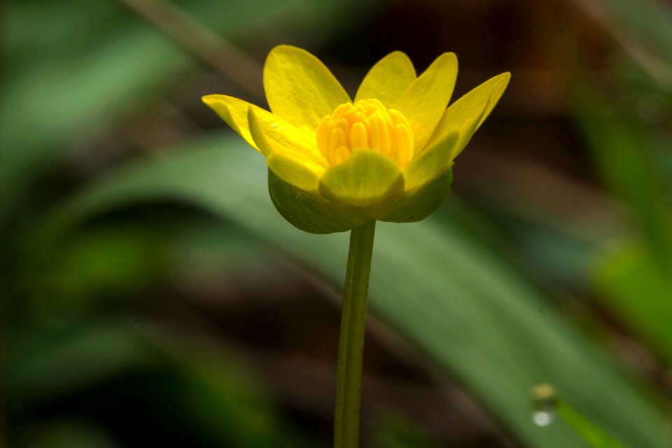Meadow close up spring