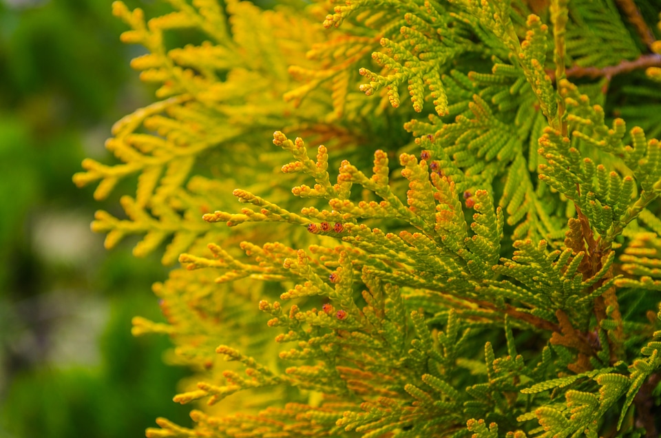Green fir-tree spring seasons
