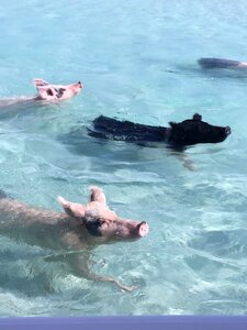 Bahamas swimming ocean photo