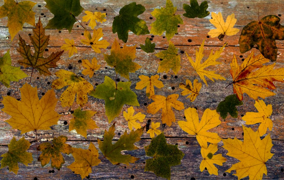 Autumn leaf autumn foliage leaf
