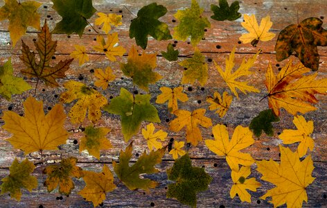 Autumn leaf autumn foliage leaf photo