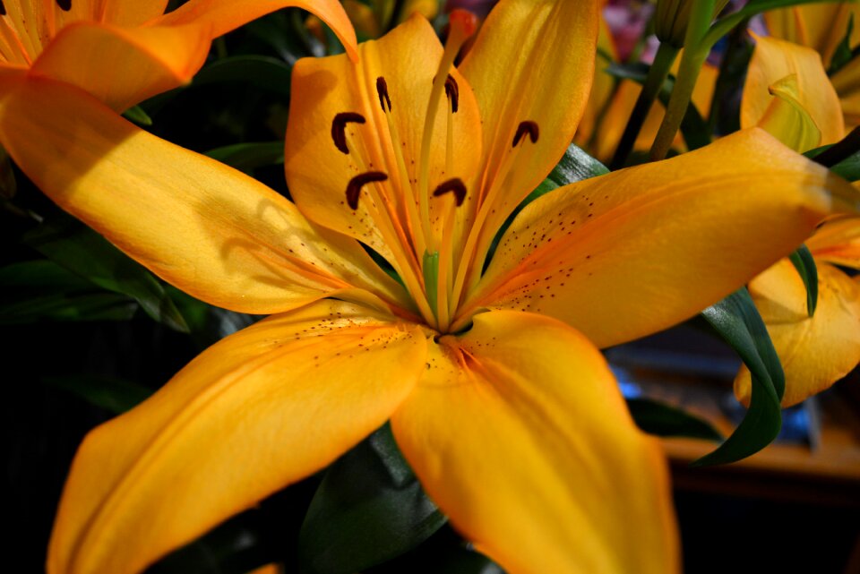 Flowers spring garden