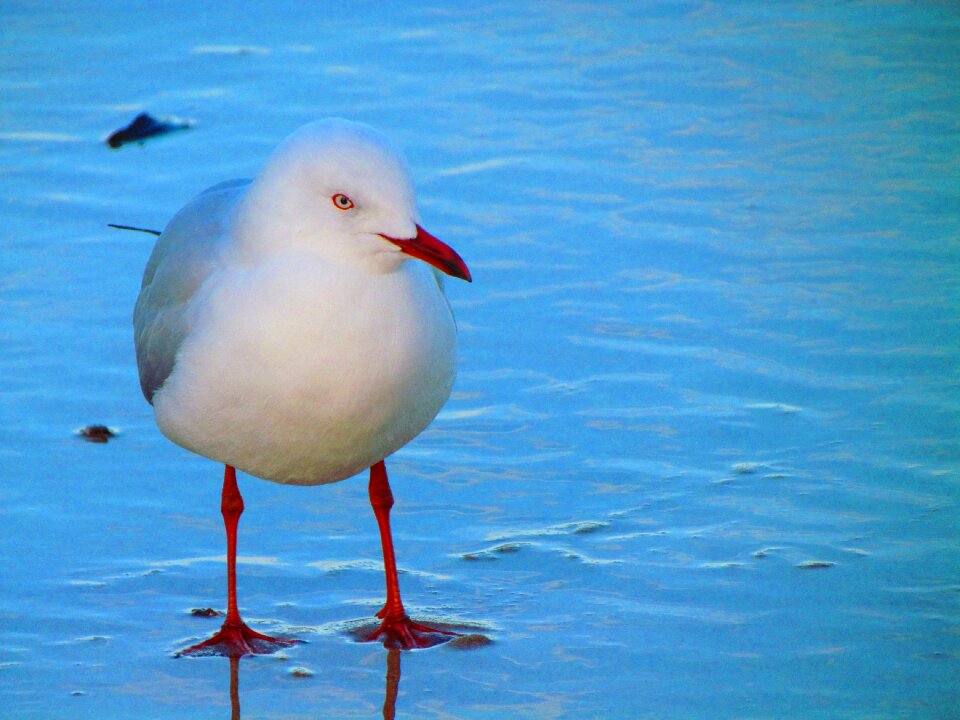 Looking wildlife animal