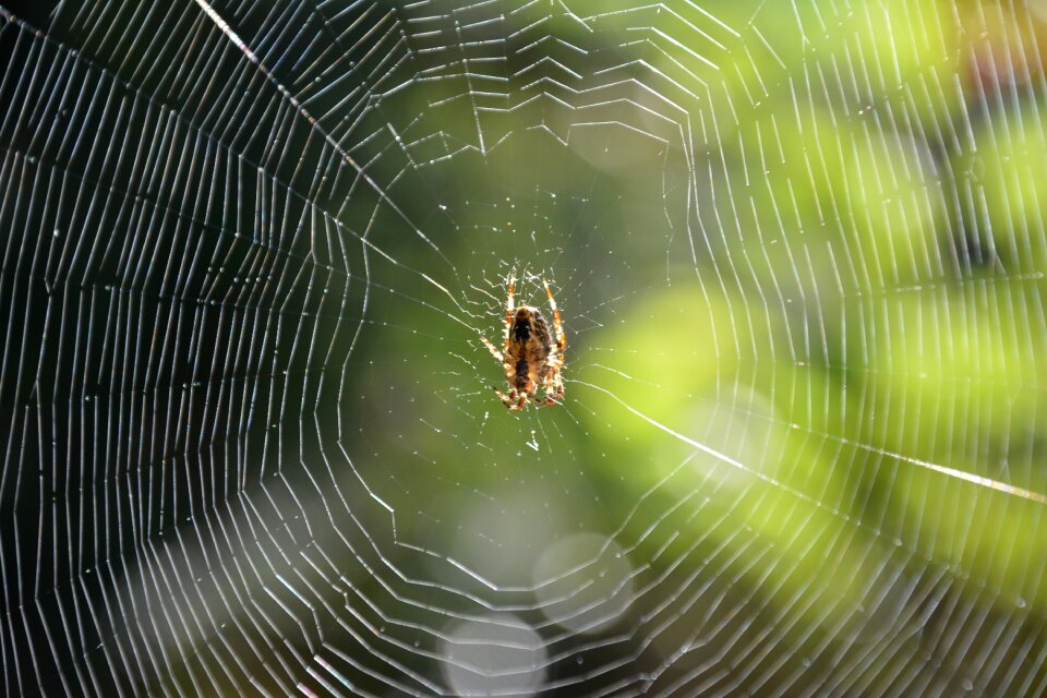 Arachnid insect autumn closeup