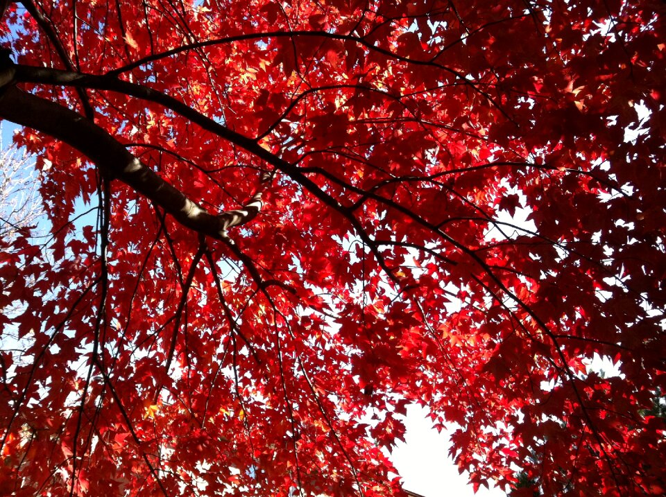 Nature trees red