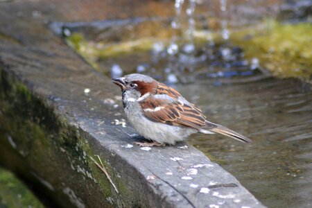 Plumage animal garden