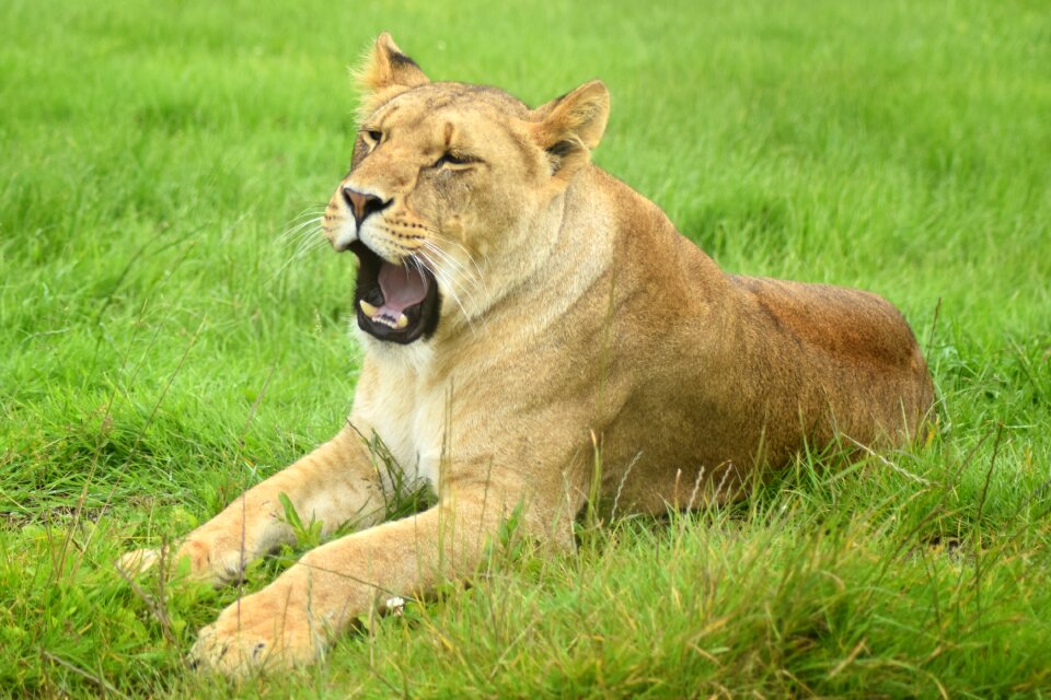 Wild africa cat photo