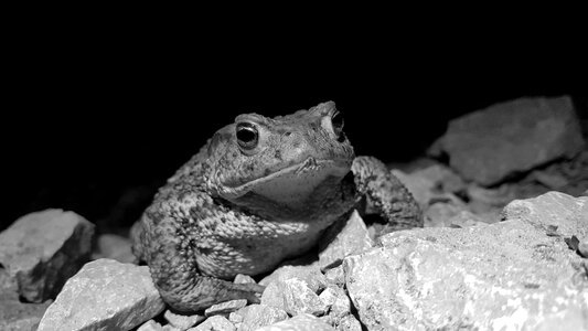 Nature black and white black and white photo