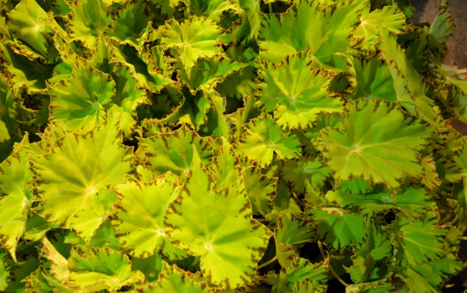 Landscaping vegetation leaf