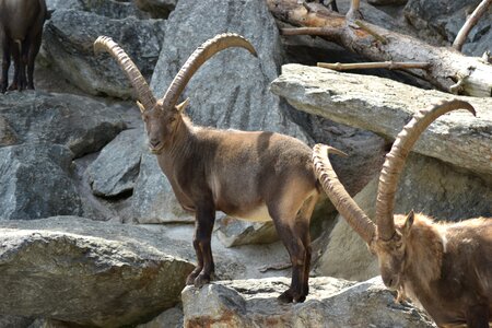 Animal mountains summer photo