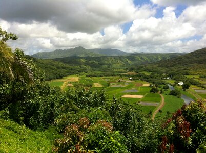Agriculture tropical hawaiian