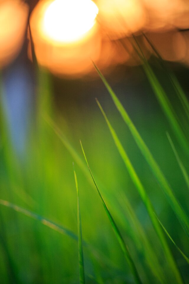 Sunset grass twilight